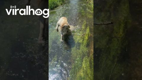 When Your Golden Forgets the Stick He Was Playing With || ViralHog