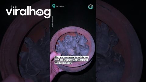 Group Saves Baby Turtles Heading Away From Ocean || ViralHog