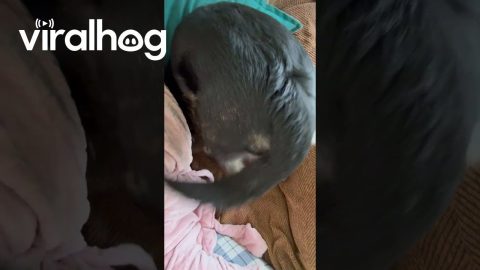 Dog Finds Cozy Spot Beneath Owner || ViralHog