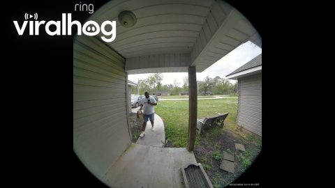 Dog Gets Loose and Chases Delivery Man || ViralHog