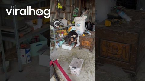 Finnegan The Goat Empties The Bag || ViralHog