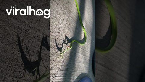 Praying Mantis Stands Its Ground Against Snake || ViralHog