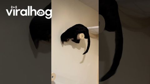 Black Cat Precariously Chases Tail Around Post || ViralHog
