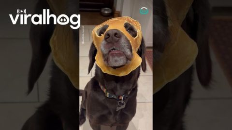 Dog Wears Pancake Mask || ViralHog