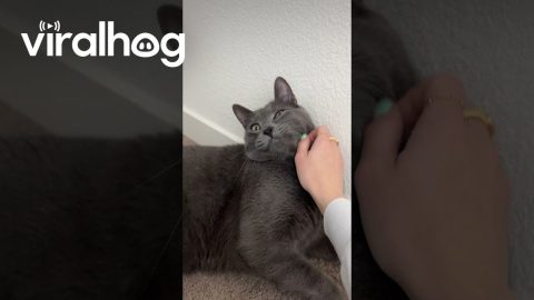 Medication Turns Cat Into a Goofball || ViralHog