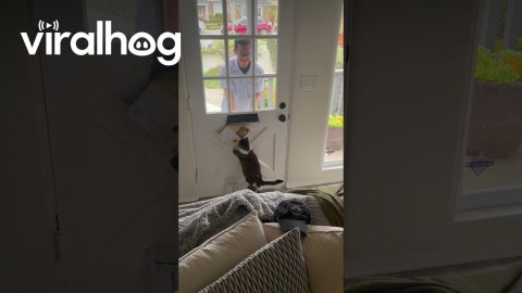 Cat Eager To Get Mail || ViralHog