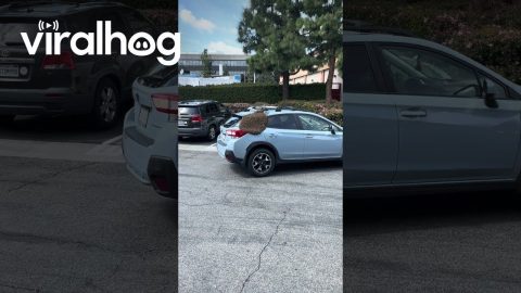 Bees Swarm On Parked Car || ViralHog