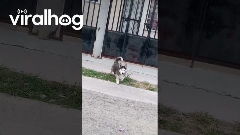 Miniature Husky || ViralHog