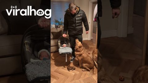 Two Goldens Introduced To Newborn Son || ViralHog