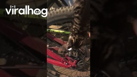 Kitten Claims the High Ground || ViralHog