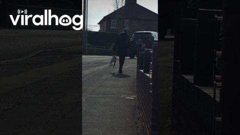 When the Dog Refuses to Walk || ViralHog