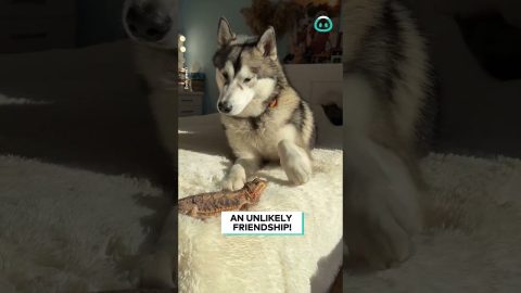 Unlikely Friends Bearded Dragon And Husky || ViralHog
