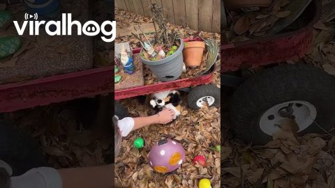 Cat Mechanic Works on Wagon || ViralHog