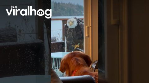 Bald Eagle At The Window || ViralHog