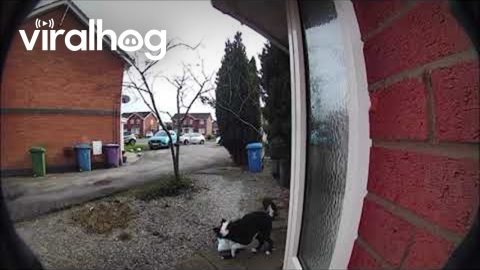 Dog Chases Delivery Driver || ViralHog
