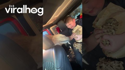 Hungry Camel Causes Chaos at Drive-Through Zoo || ViralHog