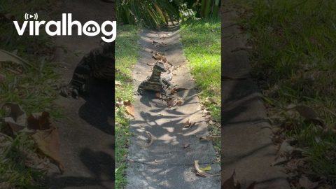 Feeding Eggs To Large Goanna In Yard || ViralHog