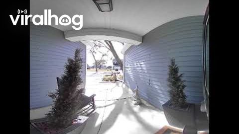 Herd of Deer Smash Into Glass Door || ViralHog