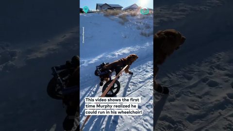 Paralyzed Dog Runs Again For First Time || ViralHog