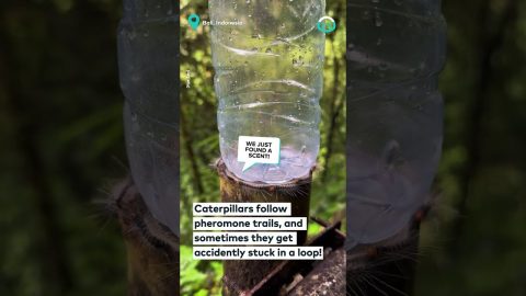 Сaterpillars Circle Around Bottle || ViralHog
