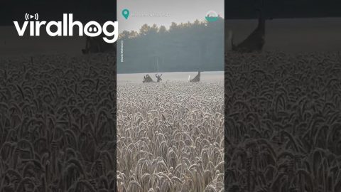 Two Deer In A Wheat Field || ViralHog