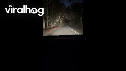 Kangaroos Hopping in Front of Car || ViralHog