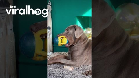 Dog Sleepily Squeaks Toy || ViralHog