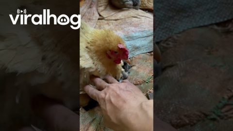 Hen Sits On Puppy Litter || ViralHog