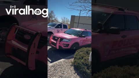 Pink Police Vehicle || ViralHog