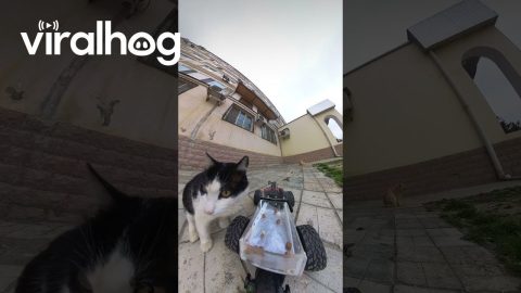 RC Box Car Feeds Stray Cats In Kazakhstan || ViralHog