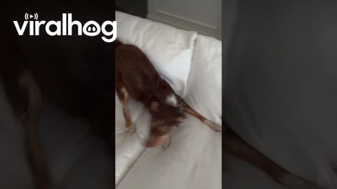 Puppy Tracks Mud Over White Furniture || ViralHog