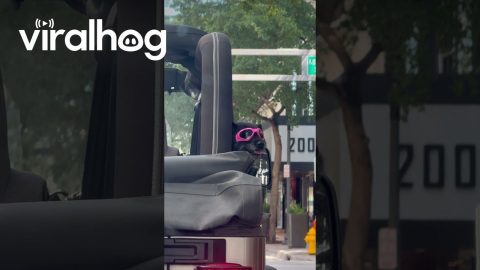 Dog in Pink Goggles || ViralHog