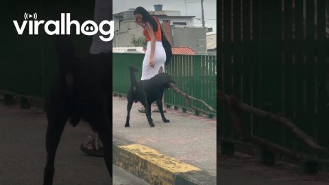 Happy Dog With Big Branch Project In Progress || ViralHog