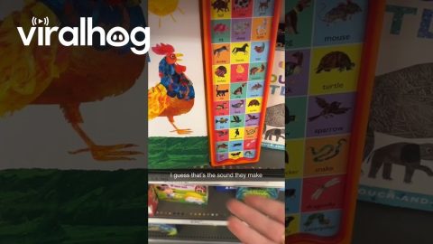 The Sound Caterpillars Make || ViralHog