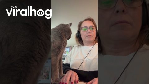 Cat Demands Undivided Attention From Worker || ViralHog