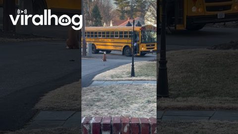 Boxer Accompanies Kids To School Bus || ViralHog