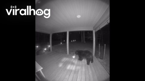Black Bear Plays With Solar Yard Light || ViralHog