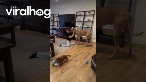 Pretending to Faint in Front of My Dog || ViralHog