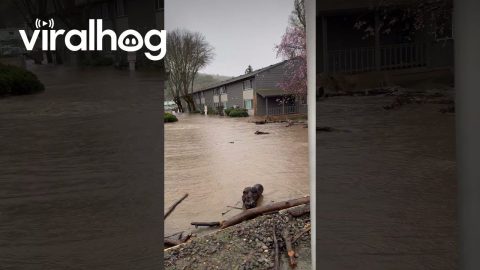 Flooded Apartment Complex In Roseburg, Oregon || ViralHog