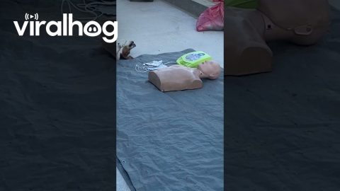 Dog Offers Itself As CPR Dummy || ViralHog