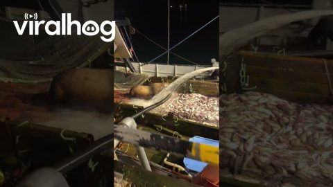 Sea Lion Finds Free Food on Fishing Boat || ViralHog