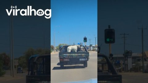 Dog Wearing Sunglasses Riding In A Trailer With A Bubble Machine || ViralHog