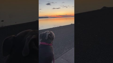 Doggo Disrupts Peaceful Sunset || ViralHog