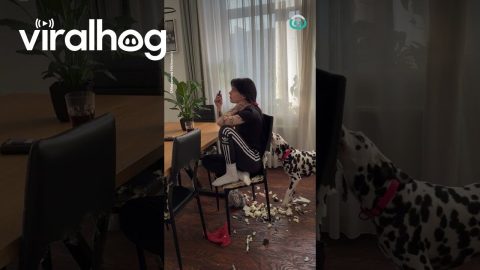 Dog Eats Chair, Owner Just Doesn't Care Anymore || ViralHog