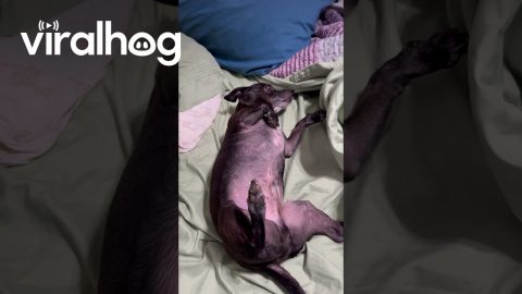 Harvey Simply Wants to Exist in Bed || ViralHog
