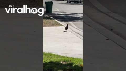Freshly Laid Chicken Egg On Sidewalk || ViralHog