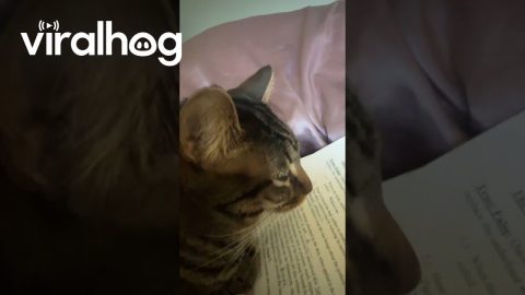 Scholarly Cat Studies For Exam || ViralHog