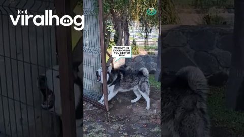 Bark First, Think Later || ViralHog