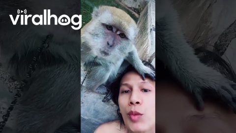 Crab-eating Macaque Mimics Owner's Kisses || ViralHog