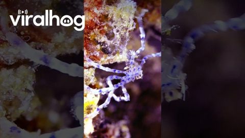Spider-like Sea Creature In Raja Ampat Regency || ViralHog